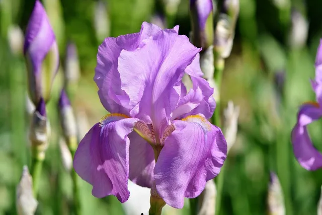 Iris barbata - foto Pixabay