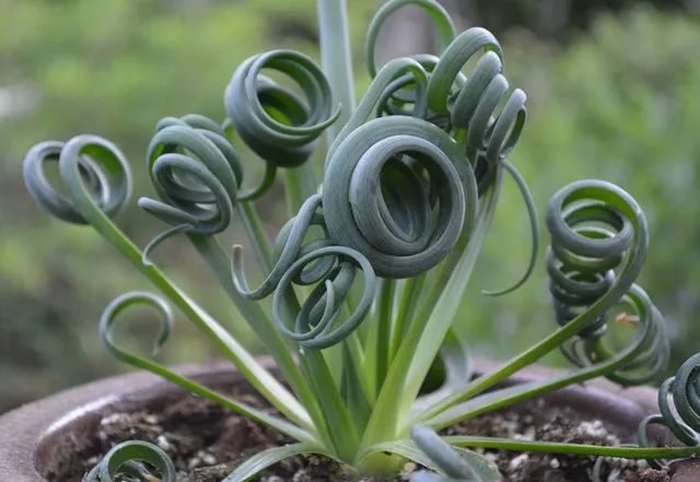 Le foglie a spirale di Albuca spiralis non passano certo inosservate! - foto www.deco-style.ca