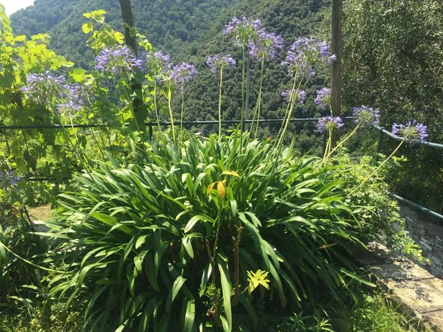 L'Agapanthus in giardino forma fitti cespugli di foglie nastriformi - foto dell'autrice