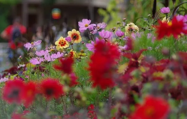 Fiori di mille colori convivono nei giardini all'inglese! foto da Matiteverdi
