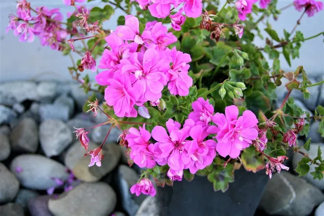 I fiori appassiti rendono la pianta disordinata: puliamola! - foto Pixabay