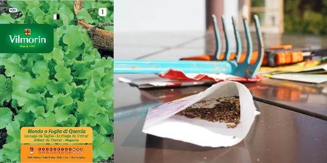 Scegli bustine di sementi di qualità per l'orto: avrai ottimi risultati - foto Leroy Merlin e Pixabay
