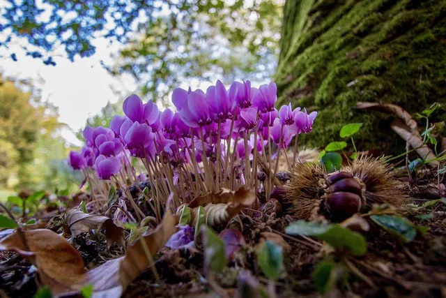 Potrai trovare ciclamini selvatici fioriti anche nei boschi - foto Pixabay