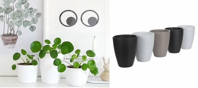 Un vaso in ceramica semplice rende la pianta ancora più bella ed elegante 