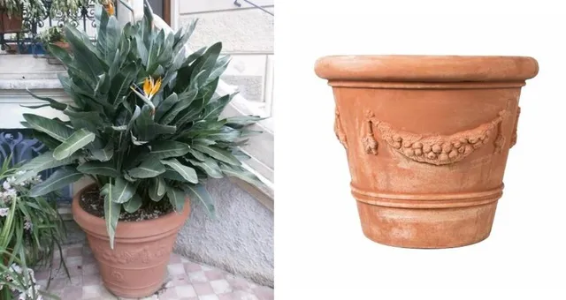 Un grosso vaso in coccio è l'ideale per contenere questa pianta - foto dell'autrice e Leroy Merlin