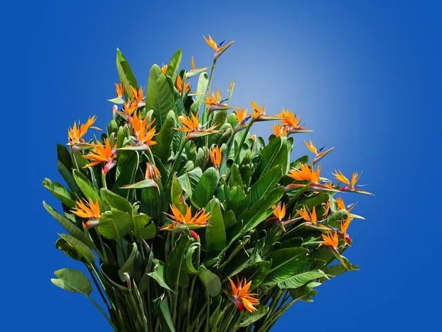 La Strelizia è una pianta che fiorisce per tutta l'estate - foto Pixabay