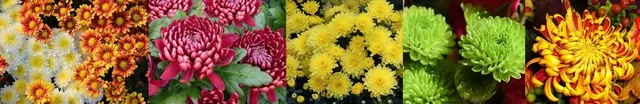Tante varietà con fiori di colori e dimensioni diverse! - foto Pixabay