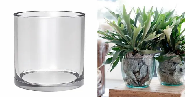 Un vaso in vetro e frammenti di corteccia: soluzione ideale per coltivare un Platycerium in casa - foto Leroy Merlin e www.decorumplantsflowers.com
