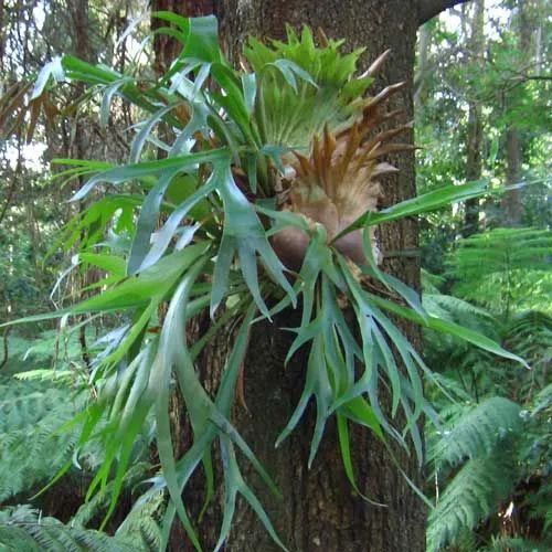 In natura, il Platycerium vive aggrappato agli alberi - foto www.anbg.gov.au