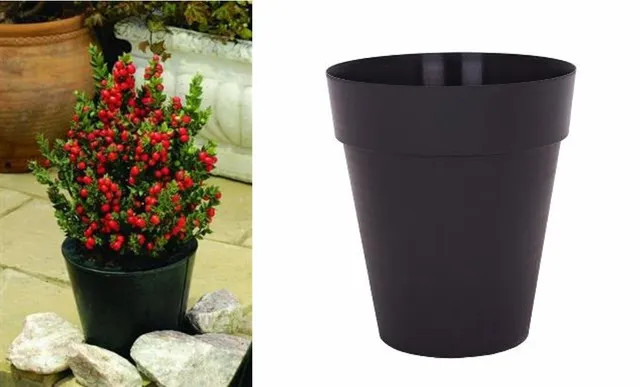 Un vaso nero, in plastica, fa risaltare la vivacità delle bacche del pungitopo - foto Halcyon Plants e Leroy Merlin
