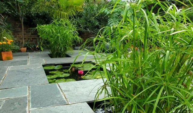 Pianta del papiro in giardino per un'atmosfera jungle - foto giardinonaiadi.blogspot.com