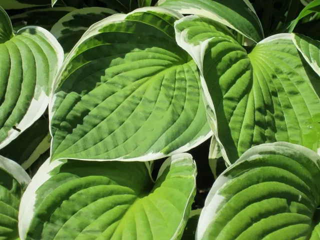 Alcune varietà hanno le foglie con i margini di colore bianco o crema - foto Pixabay