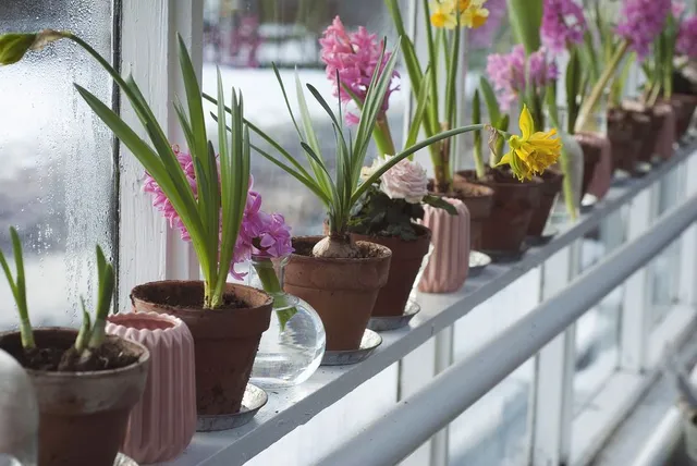 Giacinti e altre bulbose fiorite in vaso possono profumare la nostra casa di primavera! - foto Pixabay