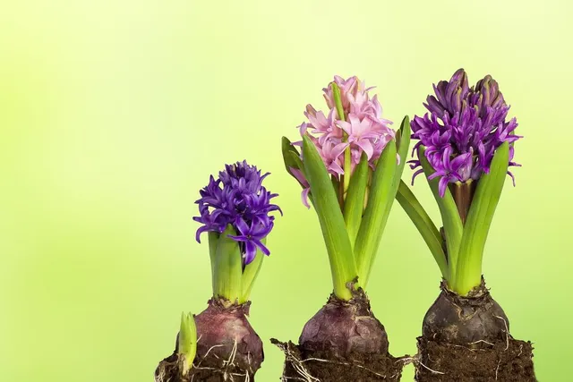 I giacinti sono le bulbose più facili da far fiorire in casa; ce n'è di diversi colori! - foto Pixabay