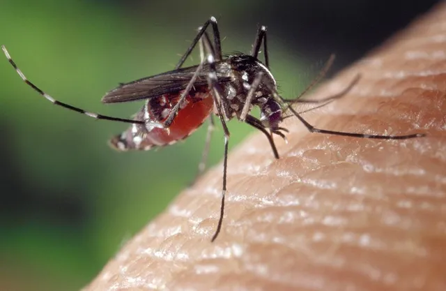 Le zanzare sono odiatissime per le punture che fanno sulla nostra pelle! - foto Pixabay
