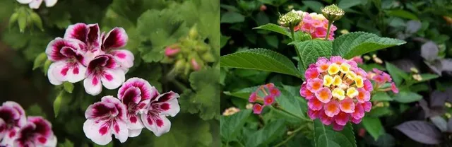 Alcune piante, come gerani e lantana, hanno un profumo che tiene lontane le zanzare - foto Pixabay