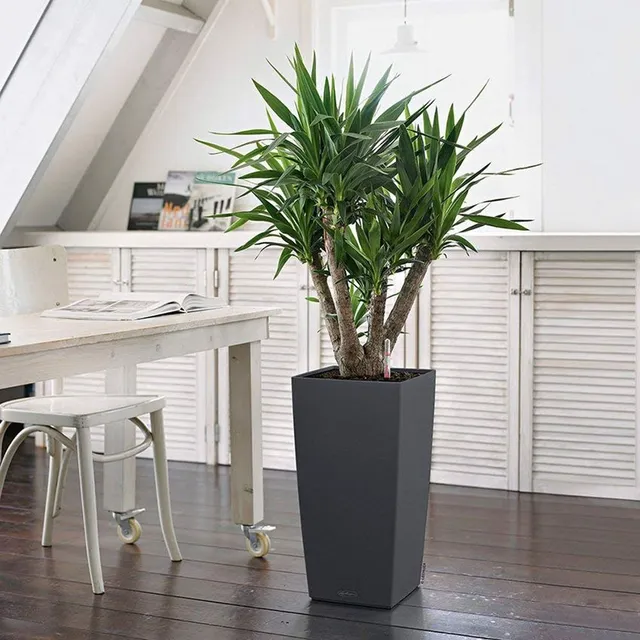 Idea piante in soggiorno – Leroy Merlin