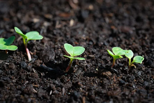 Dirada i semenzali se sono cresciuti troppo fitti: ogni piantina ha bisogno di spazio per crescere robusta! - foto Pixabay