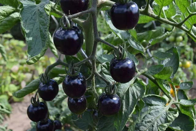 Pomodorini neri: li hai mai provati? - foto Pixabay