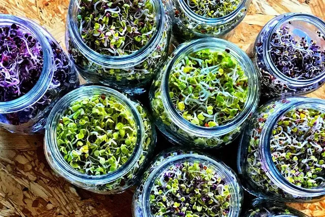 Se non hai un germogliatore, puoi utilizzare vasi di vetro di diverso tipo per far germinare i semi in casa - foto da www.italiansprout.com