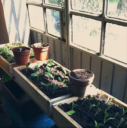 Giovani semenzali coltivati indoor... - foto da www.lacasagiusta.it