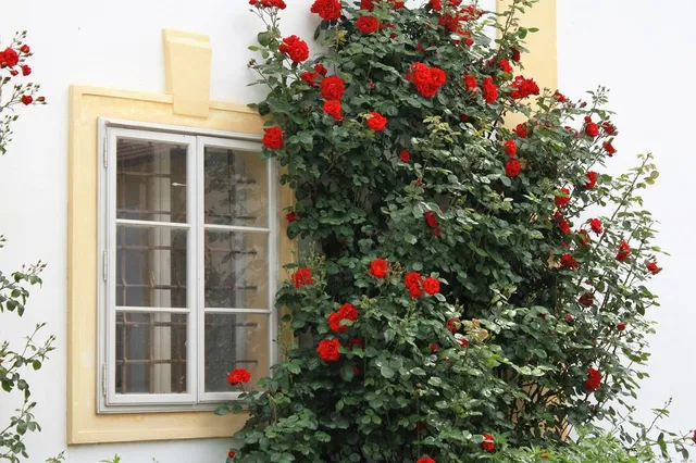 Metti a dimora una rosa per colorare un muro o un angolo spento del tuo giardino - foto Pixabay