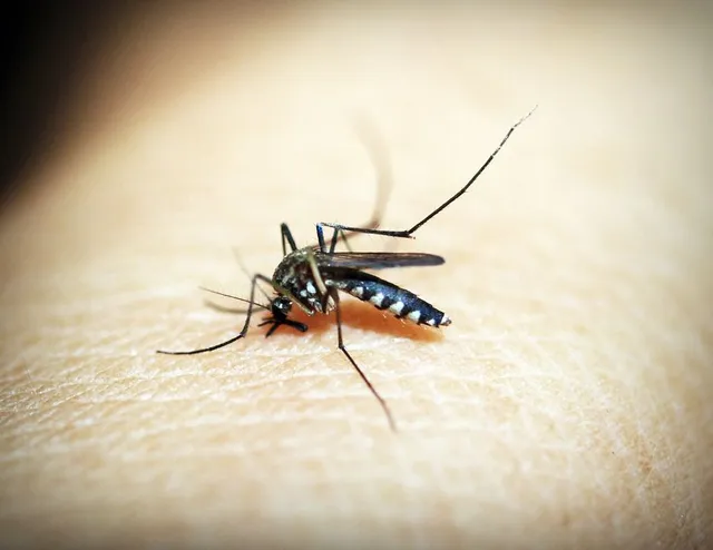 Come difendersi dalle odiosissime zanzare? Installa una zanzariera! - foto Pixabay