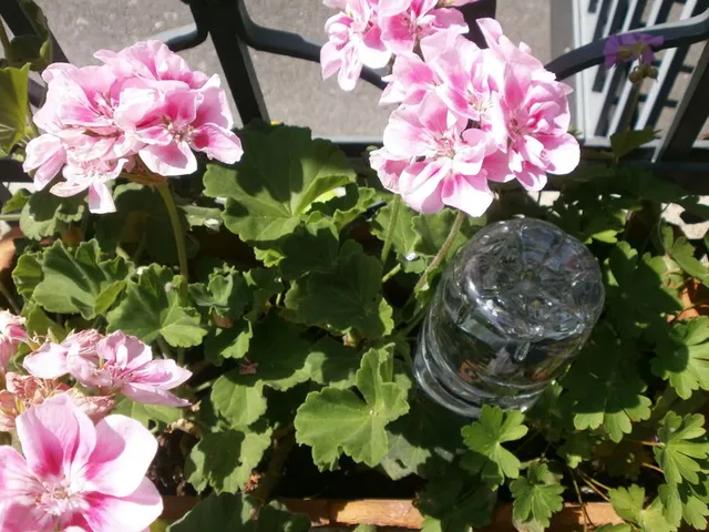 Può bastare una bottiglia d'acqua capovolta nel vaso, col tappo forato, per dare l'acqua sufficiente ad un geranio per qualche giorno - foto dell'autrice