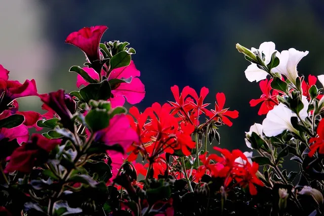 La fioritura delle ornamentali estive sta per finire... cosa fare ora? - foto Pixabay