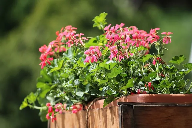 Goditi le ultime fioriture estive e inizia a pensare ai fiori autunnali con cui decorare il tuo balcone! - foto Pixabay