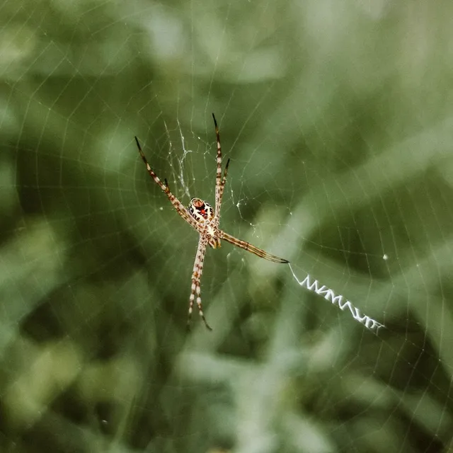 Le zanzariere rotte possono essere una causa dei ragni in casa - pexels.com