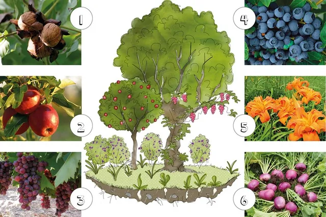 La giusta combinazione di piante per realizzare una food forest – illustrazione dell’autrice
