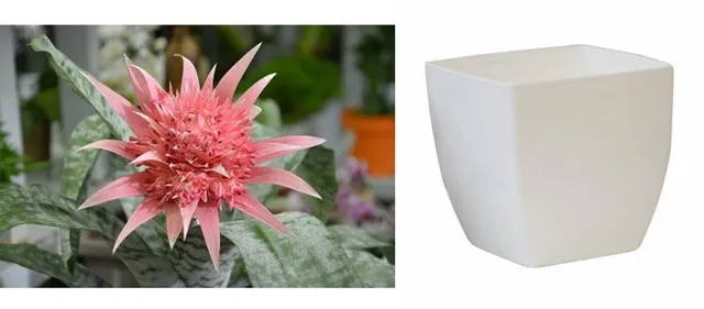 Il Vaso Quadro Siena di Leroy Merlin darà ancora più risalto alla bellezza della Aechmea fasciata - foto Pixabay e Leroy Merlin
