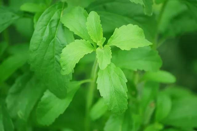 La Stevia è facile da coltivare in vaso, provate a tenerne una sul vostro balcone! - foto Pixabay