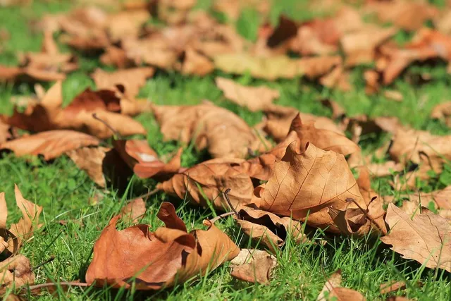 Le foglie cadute sul prato potrebbero marcire danneggiandolo; raccoglile e usale come pacciamatura! - foto Pixabay