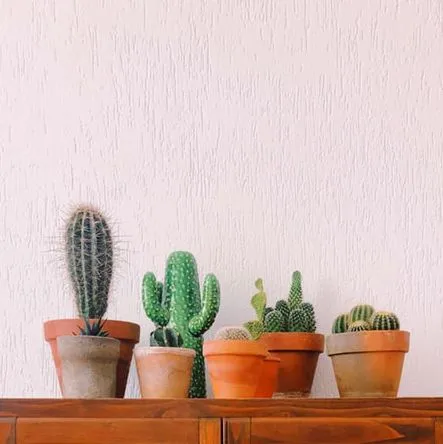 Esempio di composizione di Cactus