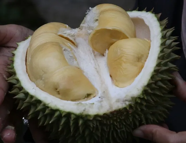 Durian, gradevole ma puzzolente! ...ecco, questo è un frutto da evitare in casa! - foto Pixabay