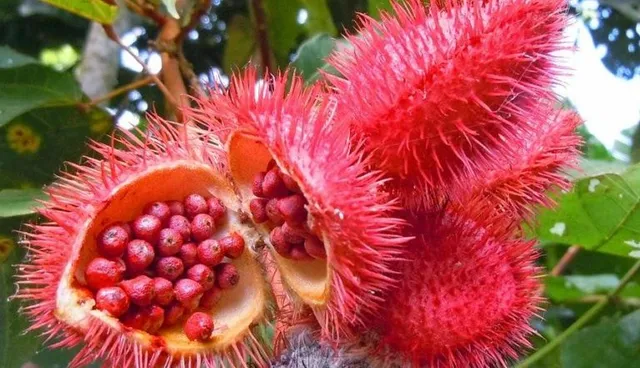 Molto decorativo, rosso e pungente; i semi dell'Urucu sono utilizzati come spezia - foto di Amazoniadeaaz