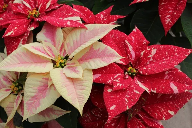 La Stella di Natale è la pianta che più colora le nostre case in inverno!