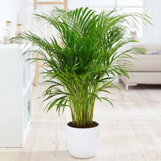 Areca palmata, bellissima ed elegante, oltre che utile in casa - foto Pixabay