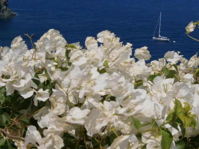 Incorniciamo la vista sul mare con le piante fiorite più adatte! - foto dell'autrice