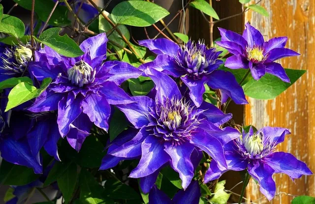 Esistono varietà di Clematide con fiori di tanti colori, anche blu! - foto Pixabay