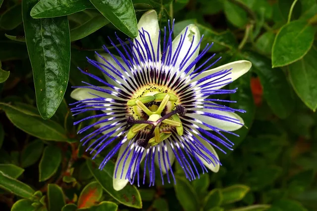 Anche il "fiore della passione" ha tinte blu - foto Pixabay