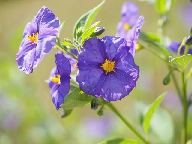 Solanum jasminoides ha fiori dalla corolla blu - foto Pixabay