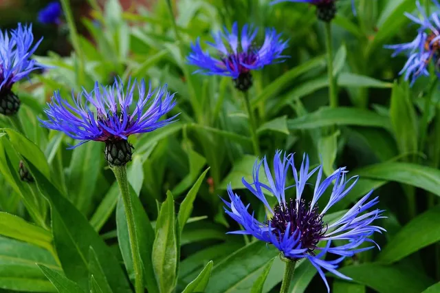 Anche i fiordaliso hanno una splendida tonalità di blu - foto Pixabay