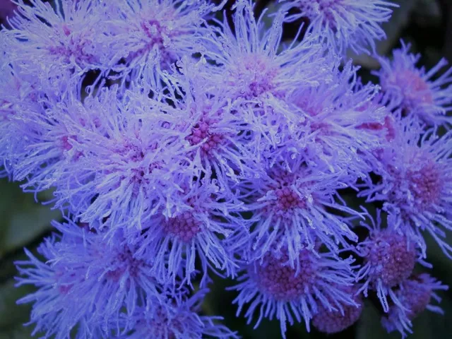 I fiori di Agerato sono blu tendente all'azzurro - foto dell'autrice