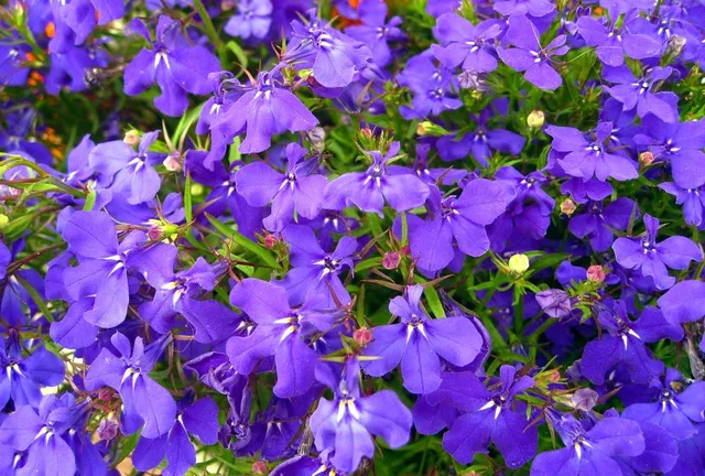 Blu che più blu non si può! sono i fiori di Lobelia - foto Pixabay