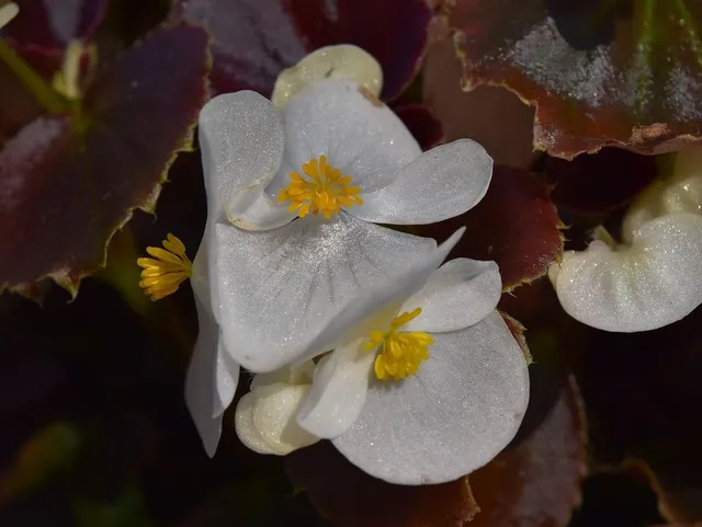 Non solo rossi e rosa, i fiori della Begonia sono anche bianchi, e sempre brillanti! - foto Pixabay