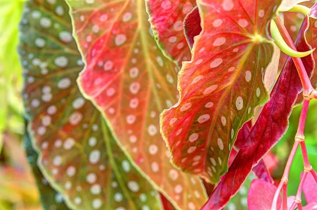 Le foglie della Begonia maculata sono bellissime, a pois! - foto Pixabay