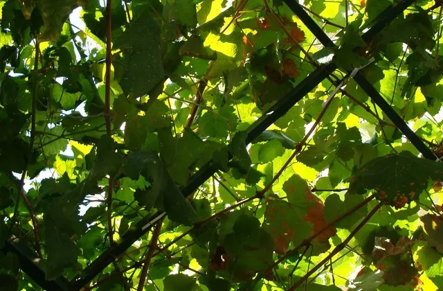 Una pergola di uva è l'ideale per creare un po' d'ombra in giardino - foto Pixabay